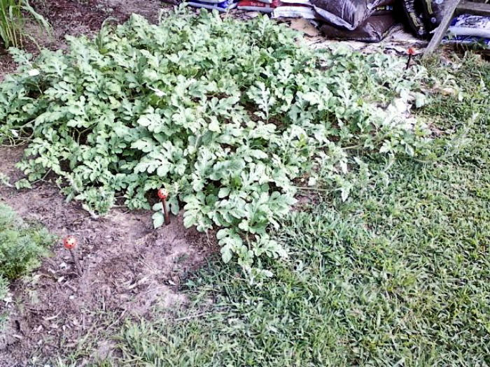 Watermelon Patch