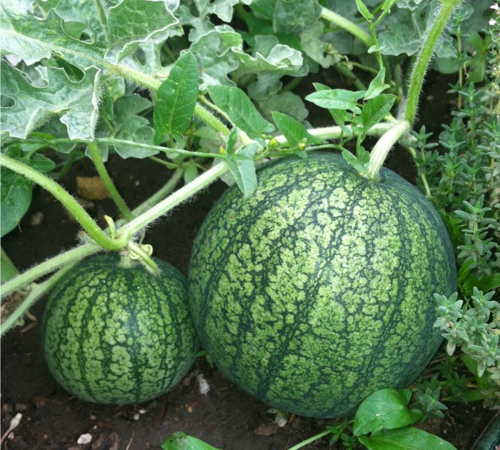 Choose melons that are close to the size the package tells you to expect.
