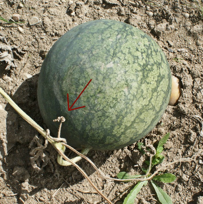 When a watermelon is ripe the tendrils turn brown