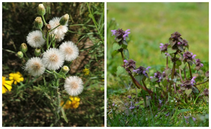 Weeds in a garden are a pain