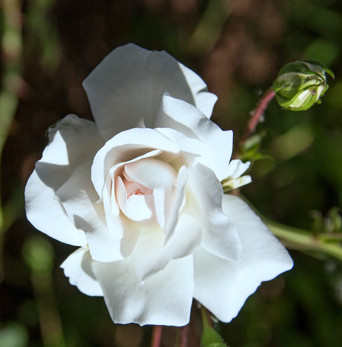 White roses signify innocence, purity and virginity and are often used at weddings