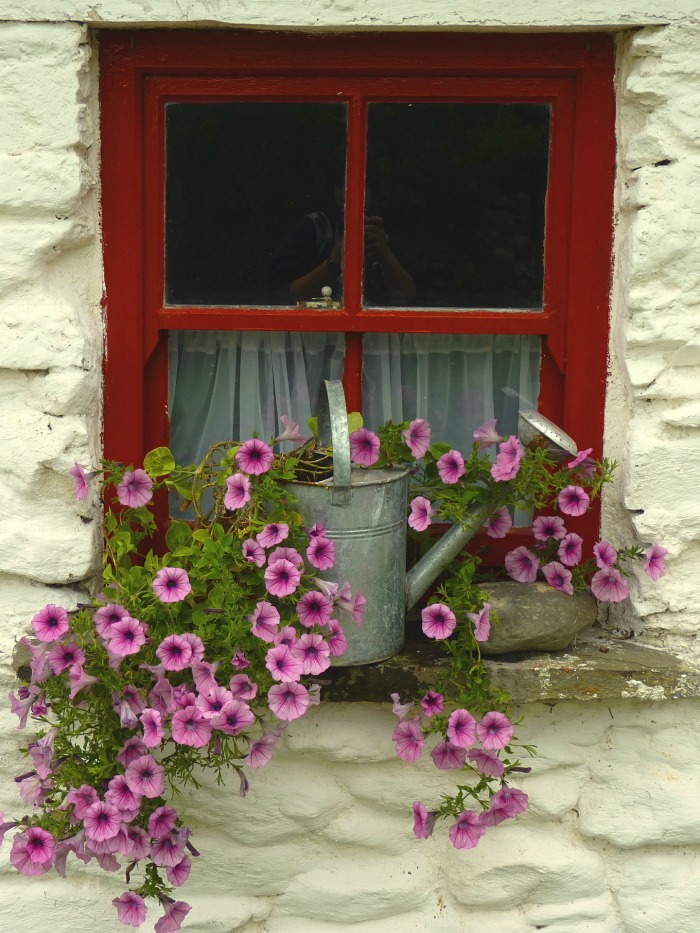 Watering can planter on a window sill