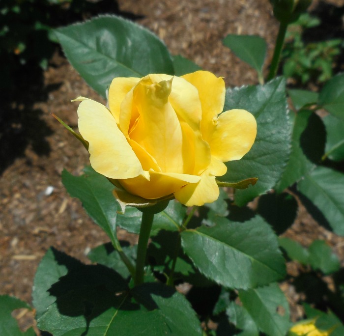 Yellow roses indicate the promise of a new beginning