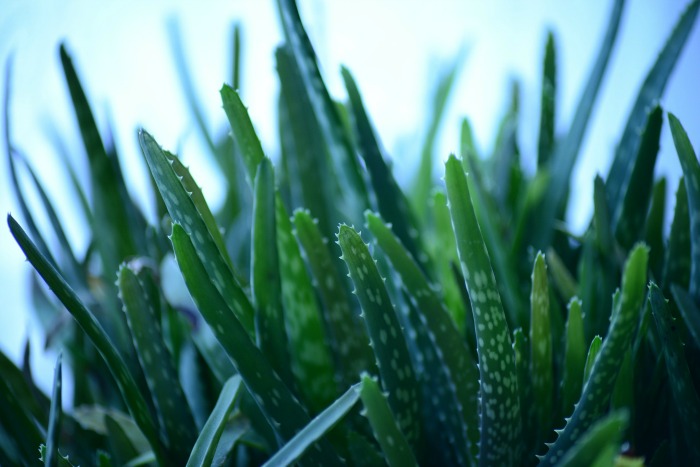 Aloe vera gel is great for treating poison ivy