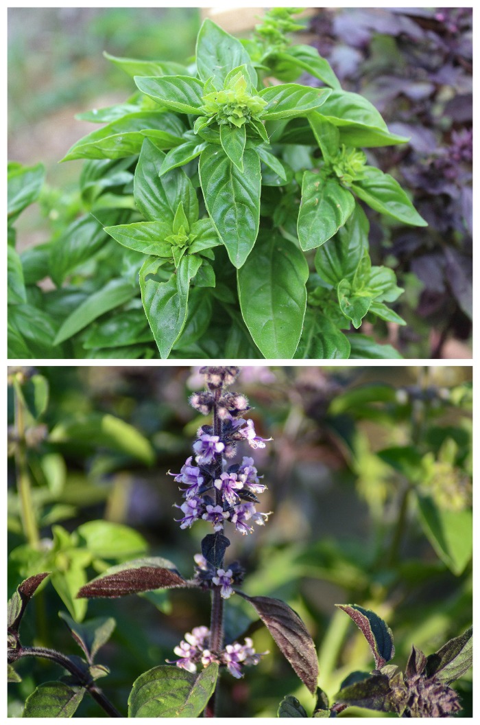 Green and purple basil leavs