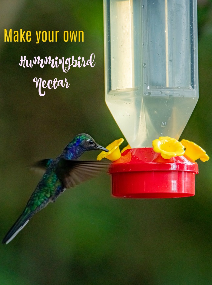DIY Hummingbird Nectar