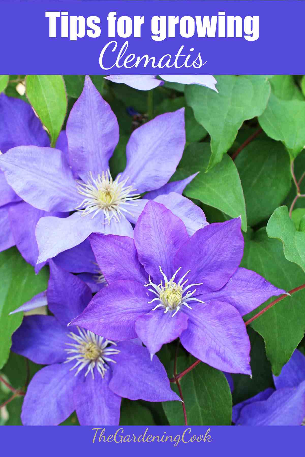 Blue clematis flowers with words Tips for Growing Clematis.