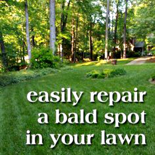 Patch a bare spot in your yard