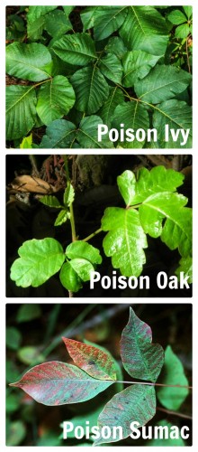 These are the three poisonous vines common to homes in our area. See how to
