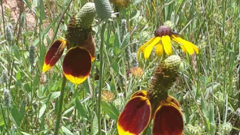 Mexican Hat Coneflower – Sombrero Perennial