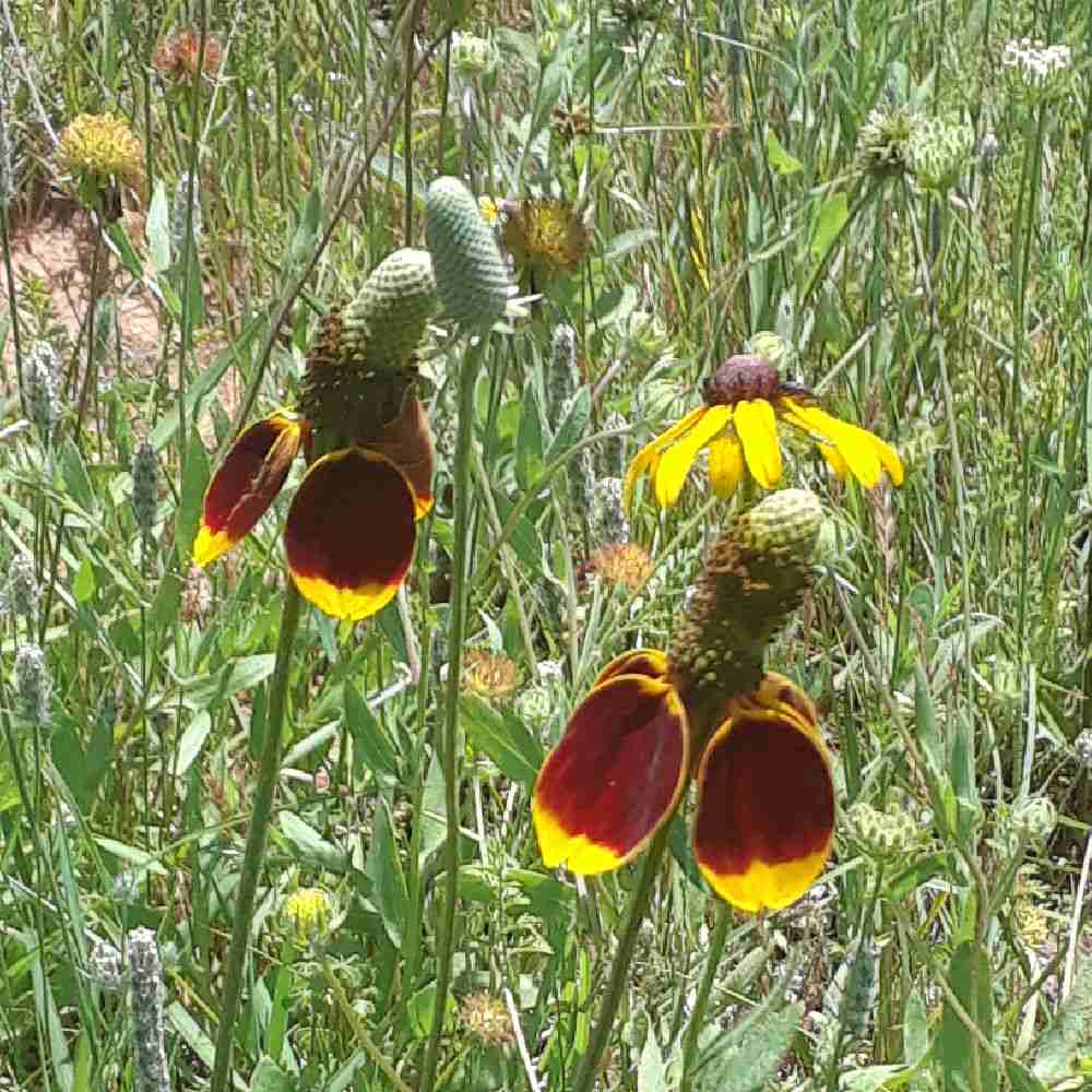 Sombrero coneflowers in a field.
