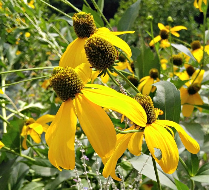 Sombrero coneflower