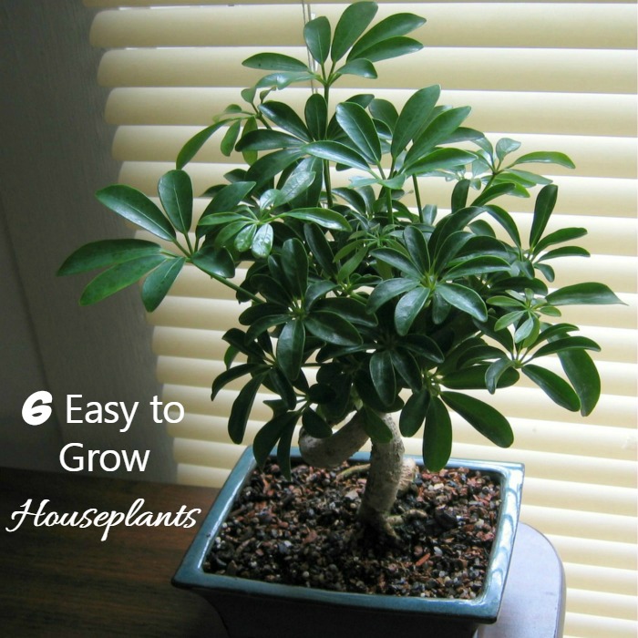 6 Easy Houseplants to Grow