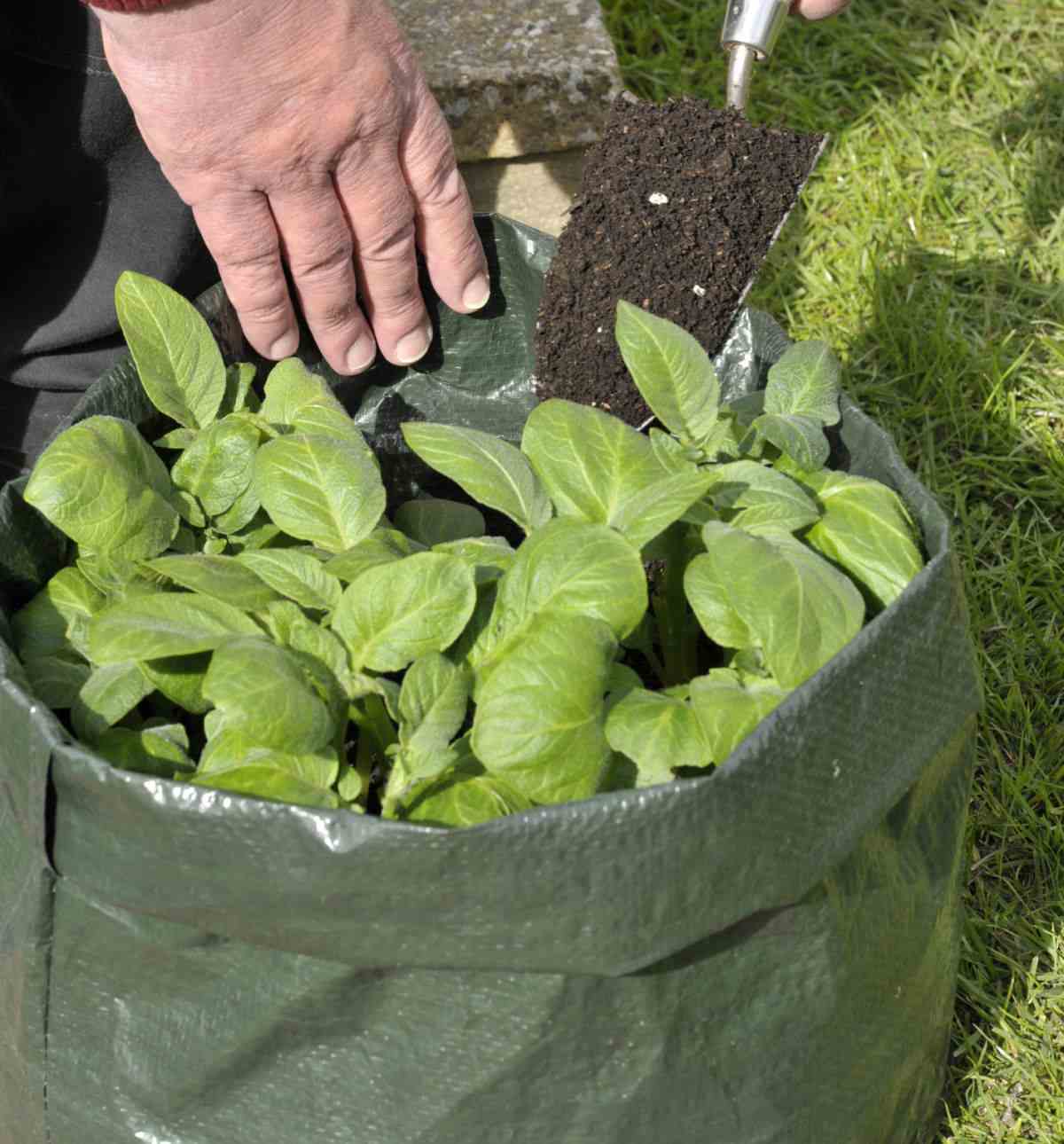 Man adding soil to a potato plant in a bag.