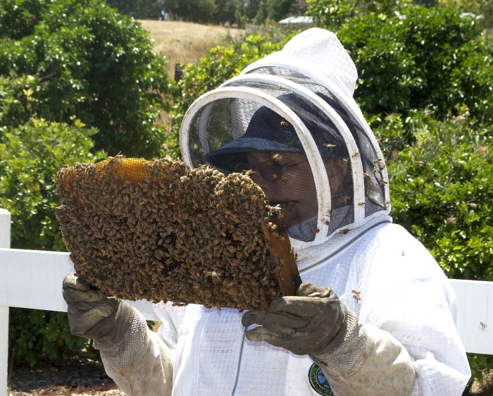 Back yard beekeepers help with the decline of the bee population