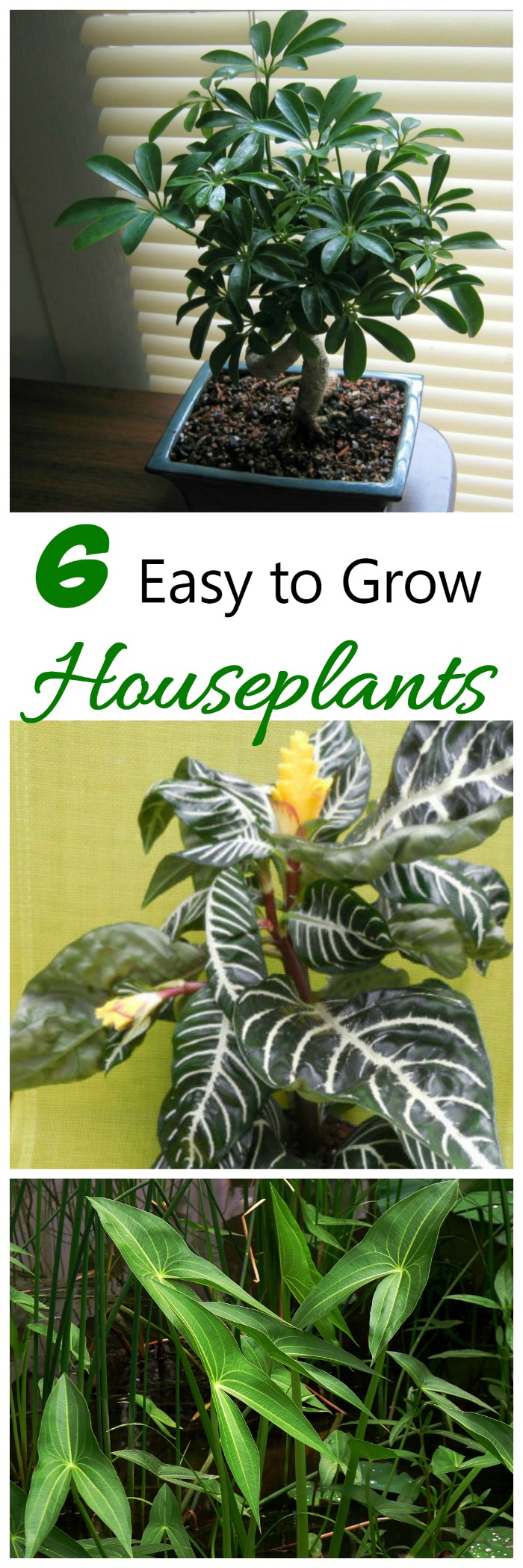 These six easy to grow houseplants are perfect for those who don't have a green thumb.