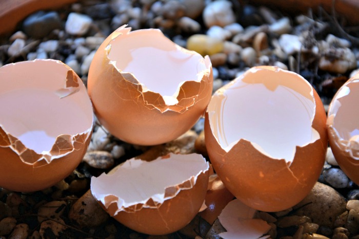 Egg shells