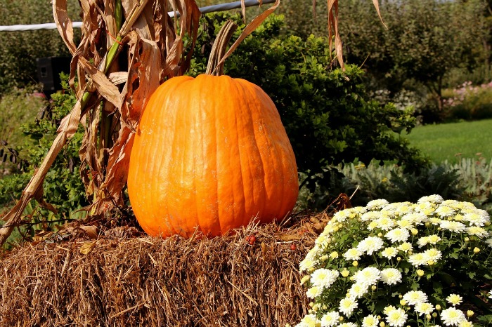 Hay bale and pumpkin