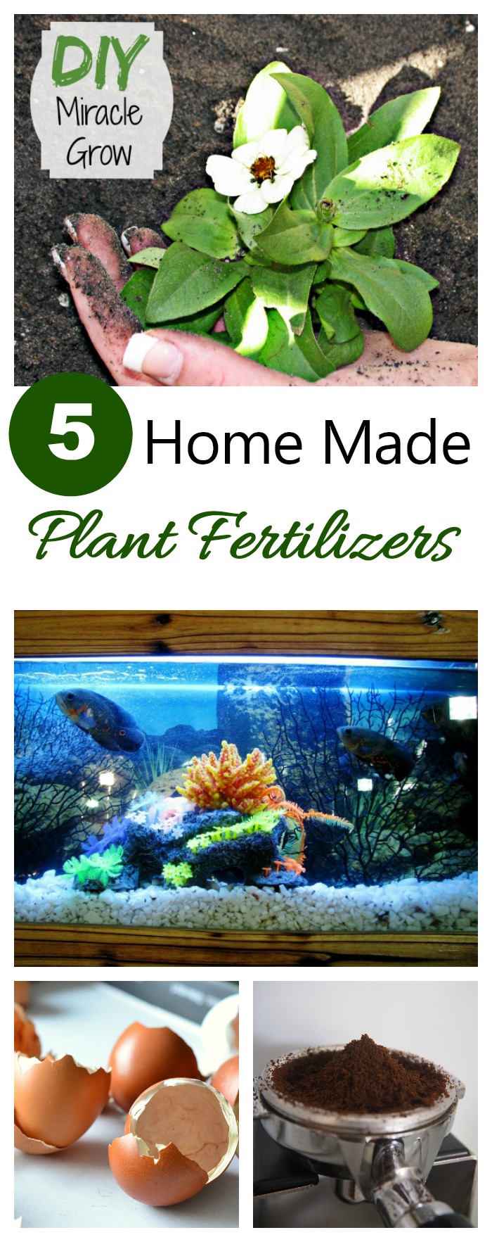 Did you know that you can make your own home made Miracle Grow as well as several other plant fertilizers? It's easy and more organic, too. #plants #DIYMiracleGrow