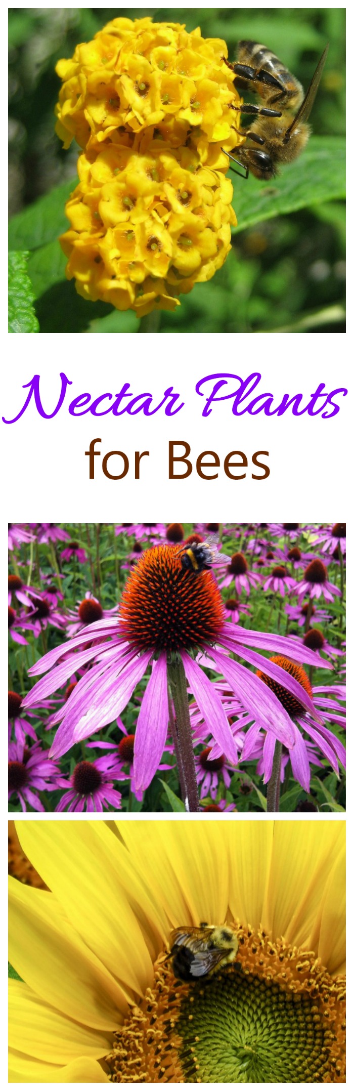 Nectar Plants that attract bees
