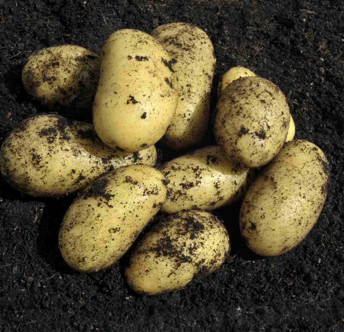 Potatoes in dirt.