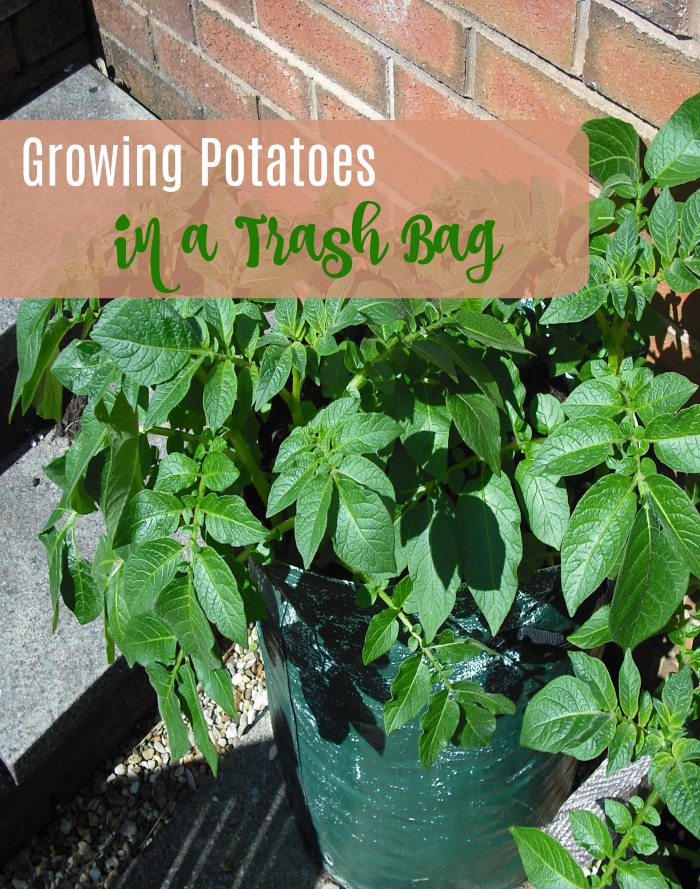 Growing potatoes in a bag