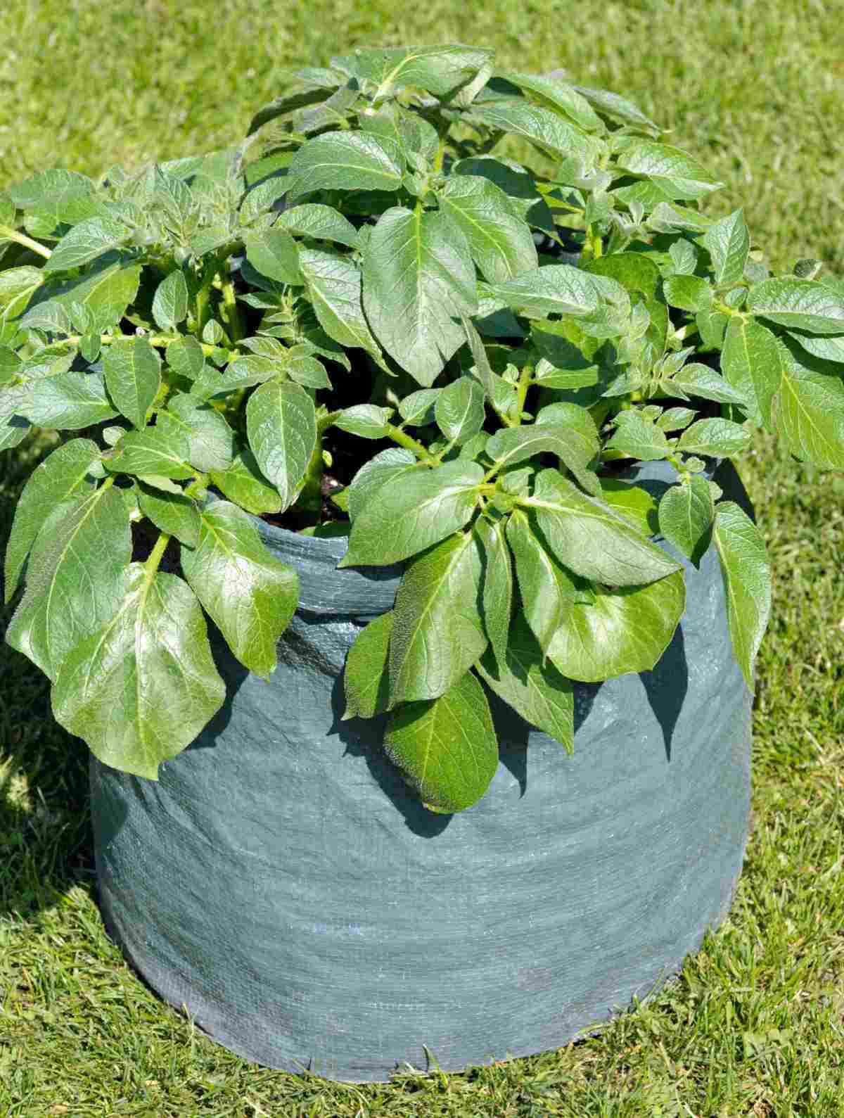 Potato plant growing in a trash bag.