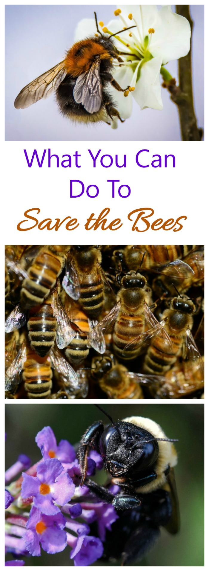 The declining bee population affects our food supply. See what you can do to help attract bees.