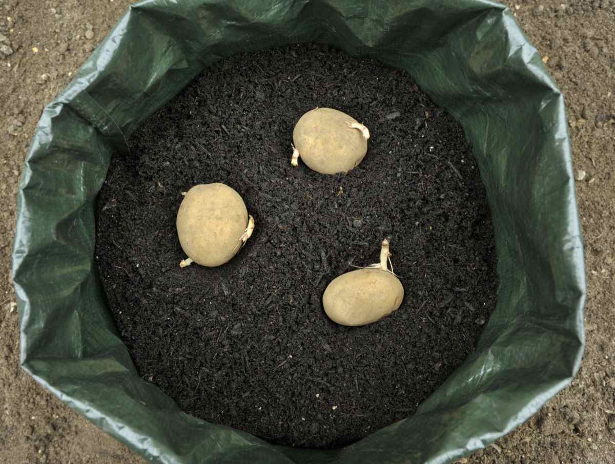 Sprouted potatoes in a bag.