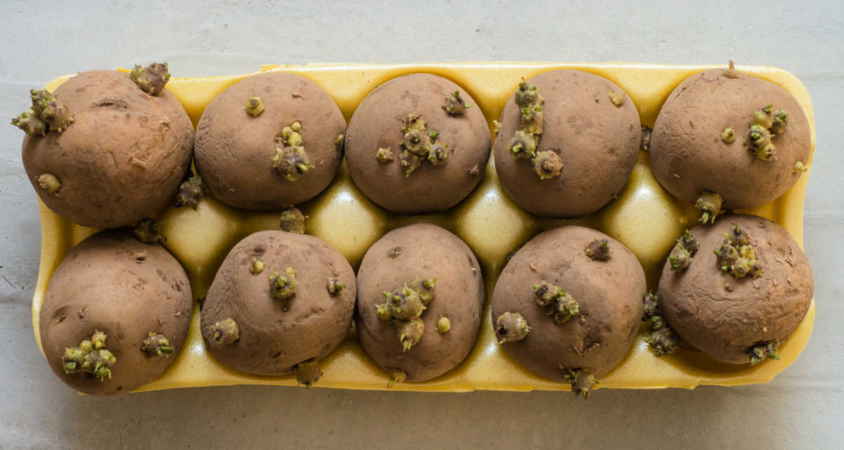 Potatoes in an egg carton with sprouts on them.