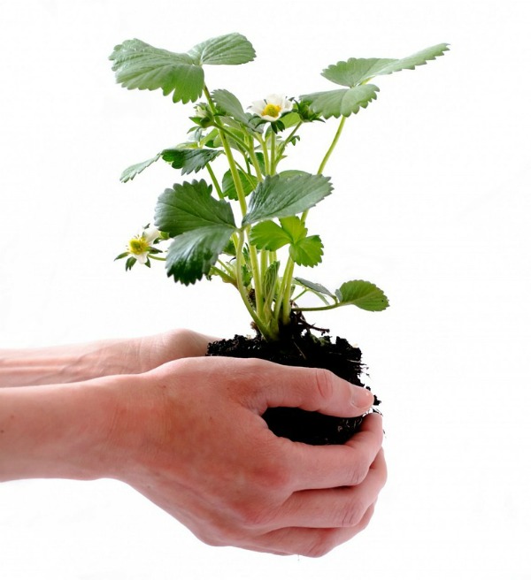 Strawberry plant