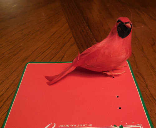 cardinal bird