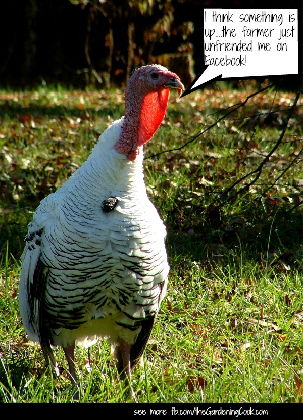 Turkey graphic - oh oh!