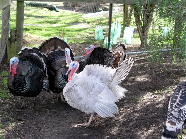 Unusual albino turkey