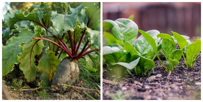 Beets and spinach
