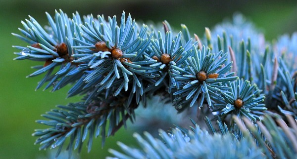 blue spruce