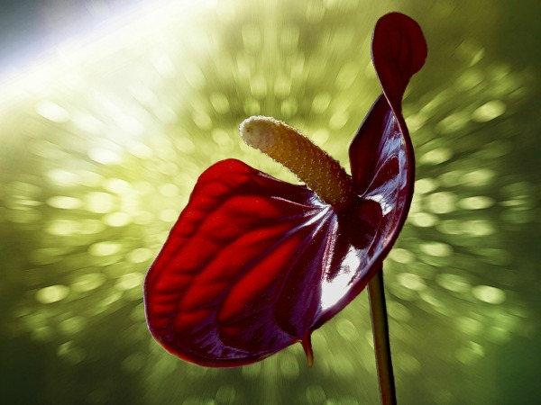 Red Anthurium flower