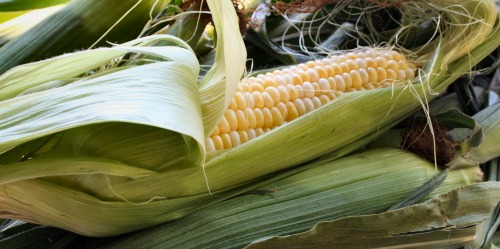 corn on the cob freezes well for several months.