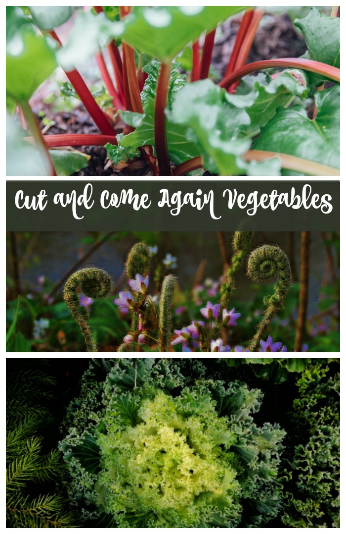 Popular cut and come again vegetables