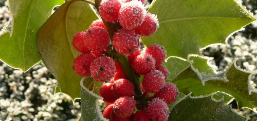 Freeze grapes. They make a great snack and cool down white wine nicely.