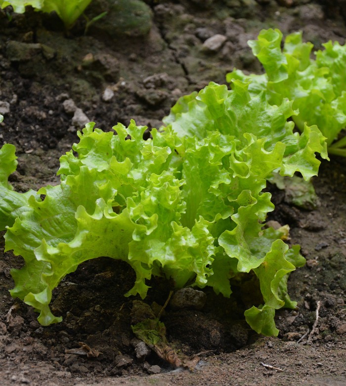 Lettuce plant growing in a garden