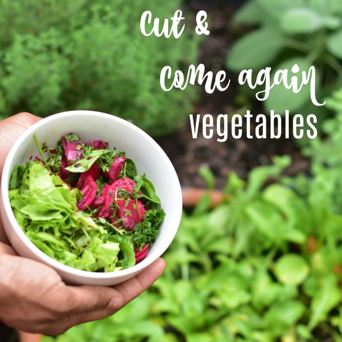 Cut and come Again Vegetables