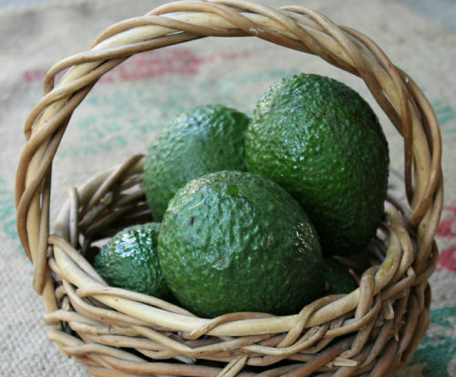 avocados