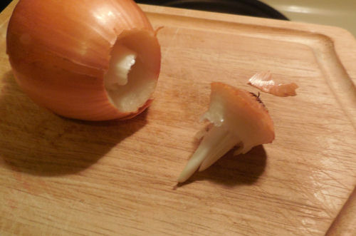 bulb of the onion