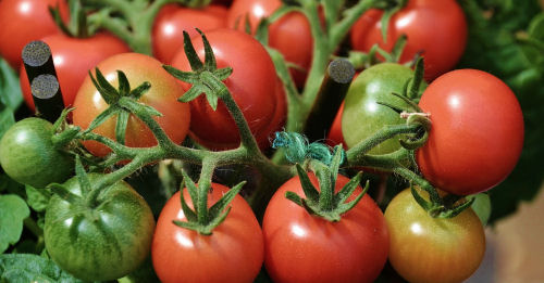 fresh tomatoes
