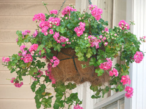 line hanging baskets with plastic bags