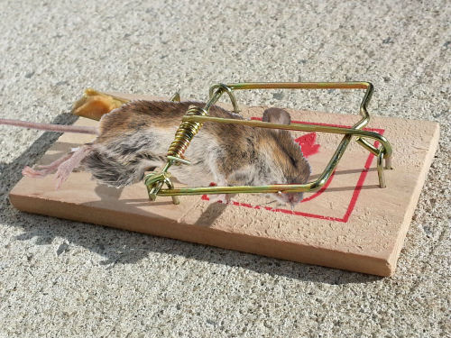 Mouse in a mousetrap