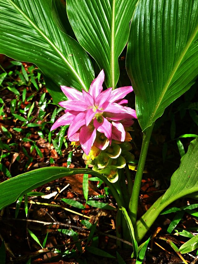 Turmeric is a tropical plant with many health benefits