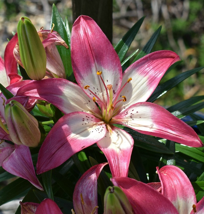 Pink and white Asiatic lily