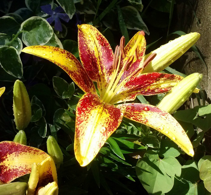 Yellow and red Asiatic lily